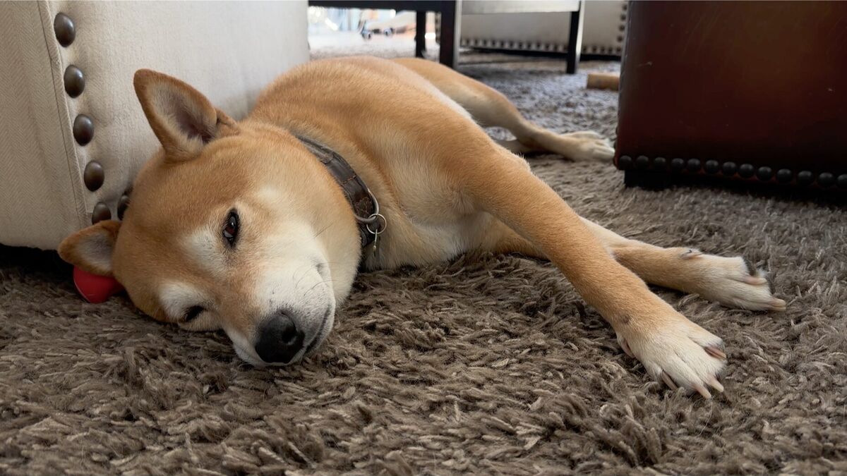 Kimchi the Shiba Inu asleep on a shaggy rug