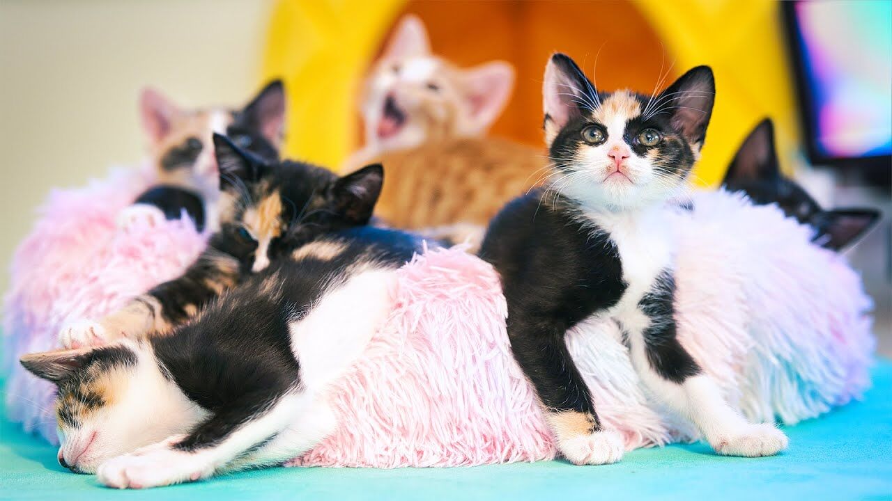 Kittens on pink fluffy cushions in a bright pastel set, from Meow-ditation With Canon.